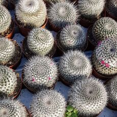 MAMMILLARIA HAHNIANA, image , 2 image