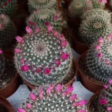 MAMMILLARIA HAHNIANA, image , 3 image