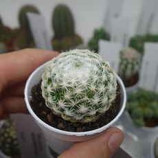 MAMMILLARIA HUMBOLDTII, image , 2 image