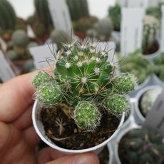 MAMMILLARIA OCCIDENTALIS, image , 2 image