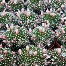 MAMMILLARIA PAINTERI, image , 2 image