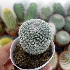 MAMMILLARIA PERBELLA, image 