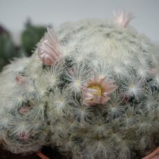 MAMMILLARIA PLUMOSA, image 