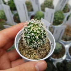 MAMMILLARIA SPHACELATA, image 