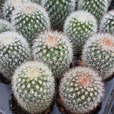 MAMMILLARIA SPINOSISSIMA RUBRISPINA, image , 2 image