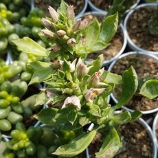 MONADENIUM GUENTHERI, image 