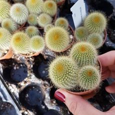 NOTOCACTUS LENINGHAUSII, image , 2 image