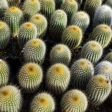 NOTOCACTUS LENINGHAUSII, image _ab__is.image_number.default