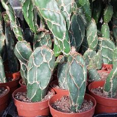 OPUNTIA ZEBRINA RETICULATA, image , 2 image