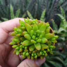 OROSTACHYS ERUBESCENS, image 