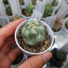 ORTEGOCACTUS MACDOUGALLII, image 