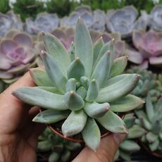 PACHYPHYTUM COMPACTUM, image , 2 image