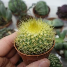 PARODIA CHRYSACANTHION, image 