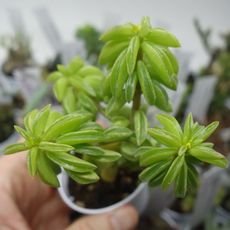 PEPEROMIA DOLABRIFORMIS, image , 2 image