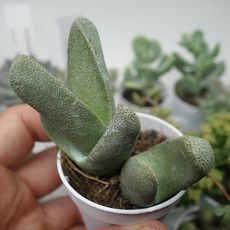 PLEIOSPILOS BOLUSII, image , 2 image