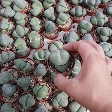 PLEIOSPILOS NELII, image _ab__is.image_number.default