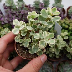 PORTULACARIA AFRA VARIEGATA, image , 2 image