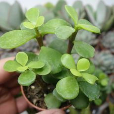 PORTULACARIA AFRA, image , 2 image