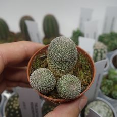 REBUTIA HELIOSA, image 