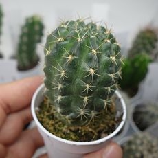 REBUTIA MELACHLORA, image 