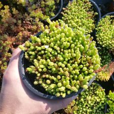 SEDUM ACRE, image 