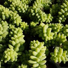 SEDUM BURRITO, image , 5 image