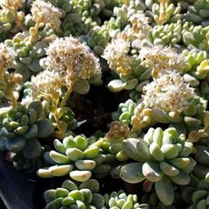 SEDUM CLAVATUM, image , 2 image