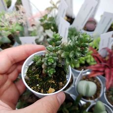 SEDUM FURFURACEUM, image 