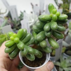 SEDUM HERNANDEZII, image 