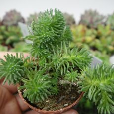 SEDUM MULTICEPS, image _ab__is.image_number.default