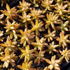 SEDUM NUSSBAUMERIANUM, image , 3 image