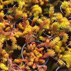 SEDUM REFLEXUM ANGELINA, image , 2 image