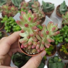 SEDUM RUBROTINCTUM AURORA, image , 3 image