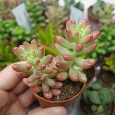SEDUM RUBROTINCTUM AURORA, image , 2 image