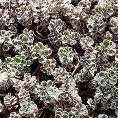 SEDUM SPURIUM TRICOLOR, image 