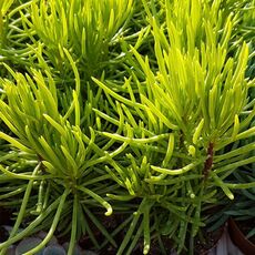 SENECIO BARBETONICUS, image _ab__is.image_number.default