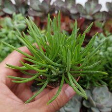 SENECIO BARBETONICUS, image _ab__is.image_number.default