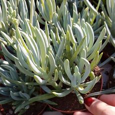 SENECIO FICOIDES, image , 2 image