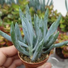 SENECIO FICOIDES, image _ab__is.image_number.default