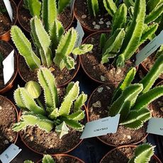 STAPELIA HIRSUTA, image , 2 image