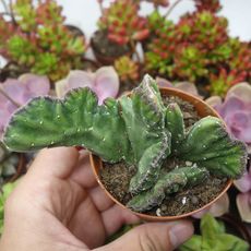 STAPELIA LEENDERTZIAE CRISTATA, image 