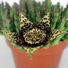 STAPELIA VARIEGATA, image , 3 image