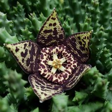 STAPELIA VARIEGATA, image _ab__is.image_number.default