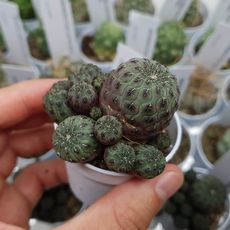 SULCOREBUTIA RAUSCHII, image 