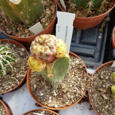 SULCOREBUTIA RAUSCHII VARIEGATA, image _ab__is.image_number.default