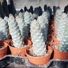 TEPHROCACTUS ARTICULATUS INERMIS, image , 2 image