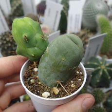 TRICHOCEREUS BRIDGESII MONSTROSUS, image 