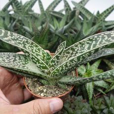 ALOE BICOLOR, image 