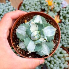 AGAVE POTATORUM VAR. VERSCHAFFELTII SHOJI- RAIJIN CV. MEDIOPICTA, image , 2 image