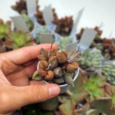 ADROMISCHUS MARIANAE VAR. IMMACULATUS COFFEE BEAN, image 